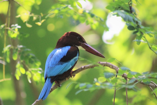 Sri Lanka Wildlife & Safari Tours