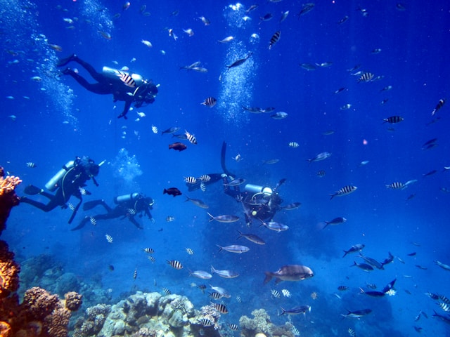 Diving and Snorkeling – Explore Marine Life