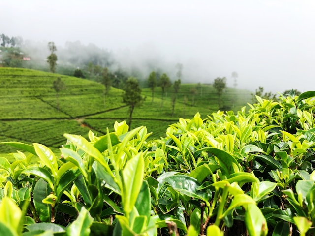 Ceylon Tea Plantation Tours