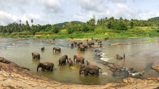 Get out of the city and visit an internationally renowned refuge set amid Sri Lanka's green heart. Only a 90 km journey from Colombo or 45 km from Kandy, the Pinnawala Sanctuary is home to the world's largest captive herd of elephants. Marvel at the energetic young elephants during feeding time, then experience the magnificent, daily 'March to the River' when the herd makes its way to the Ma Oya for a communal pool. Feel Sri Lanka, don't just see it. Reserve now and have an incredible wildlife experience.